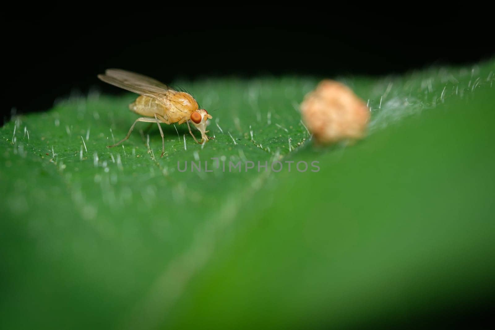 Leaf miner fly insect close-up on green leaf