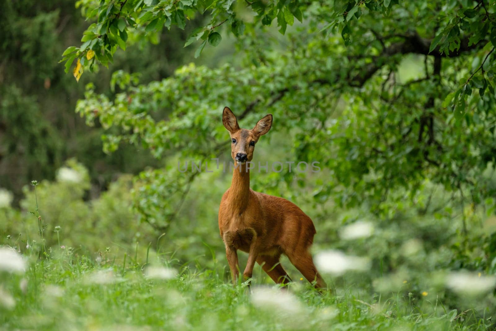 Female roe deer on green meadow an trees wildlife.
