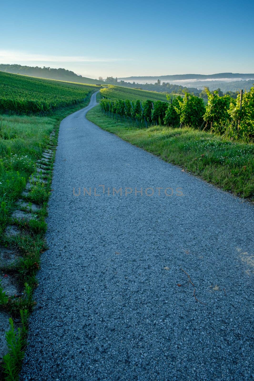 Road in a vineyard landscape in vertical format