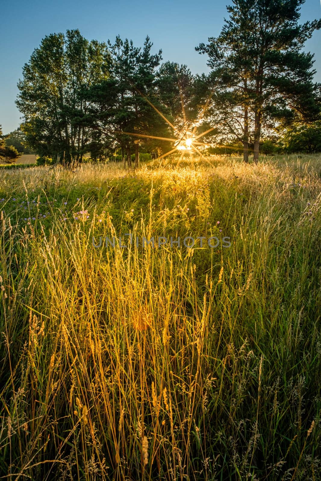 Summer meadow in yellow light of sunvrise öamdscaüe
