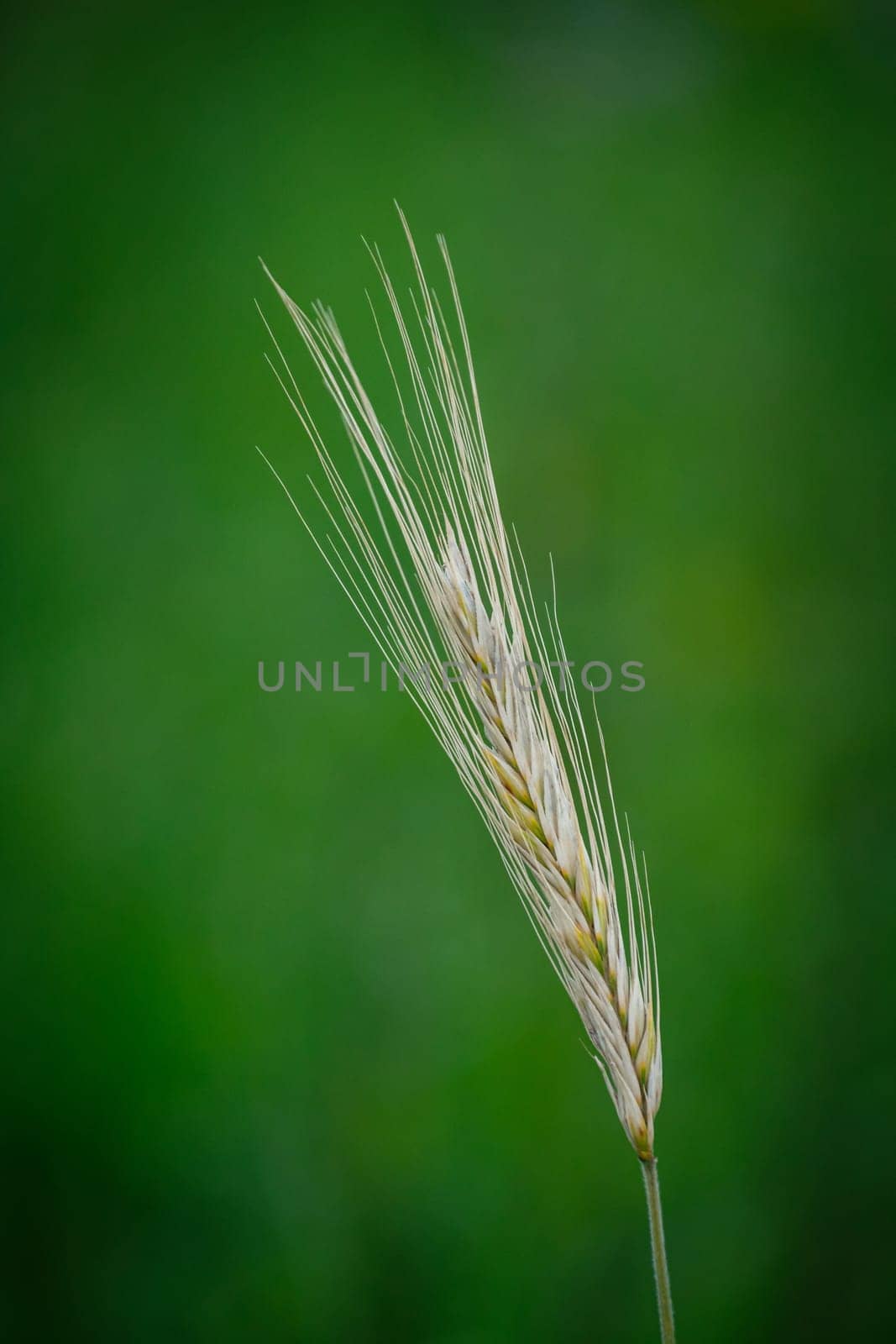 Ripe wheat ear close-up with green background