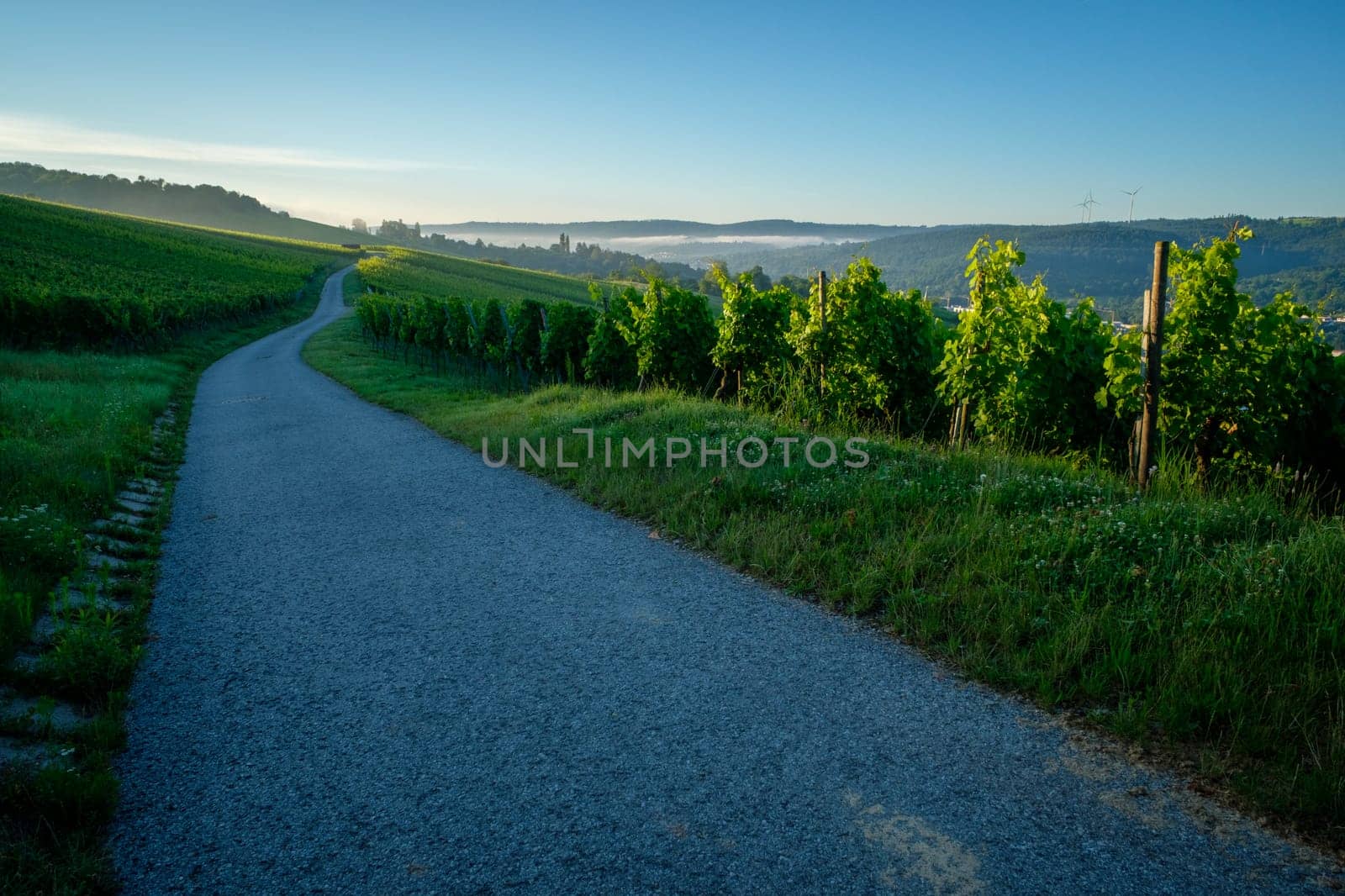 Road in a vineyard agriculture dawn