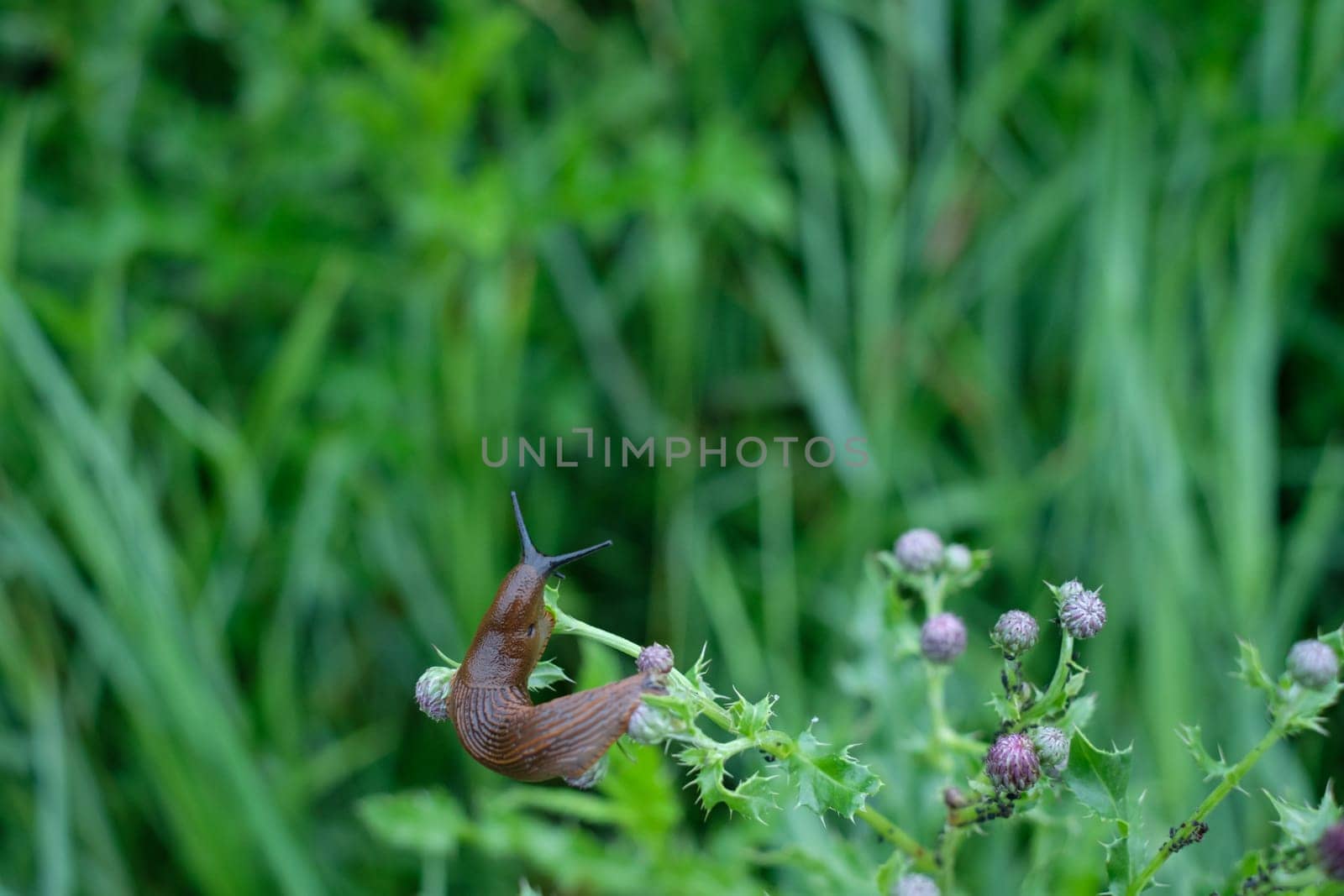Slug on a thistle plant close-up