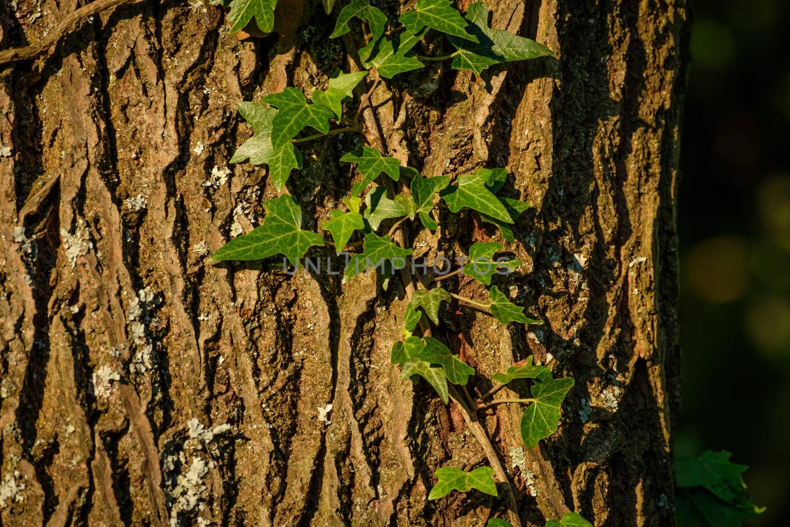 Ivy growing on a tree bark close-up