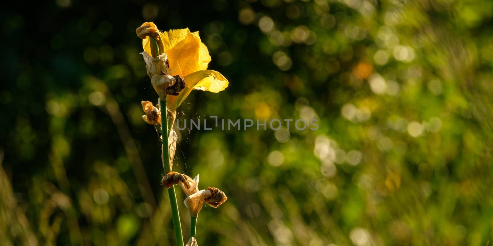 Yellow lily flower in back lit close-up