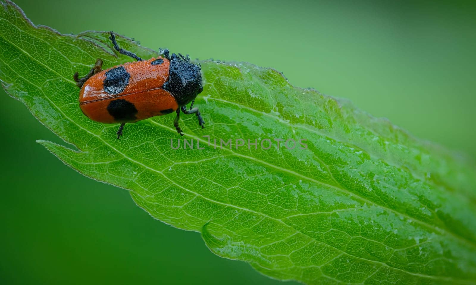 Ant bag beetle (Clytra laeviuscula) on green leaf close-up