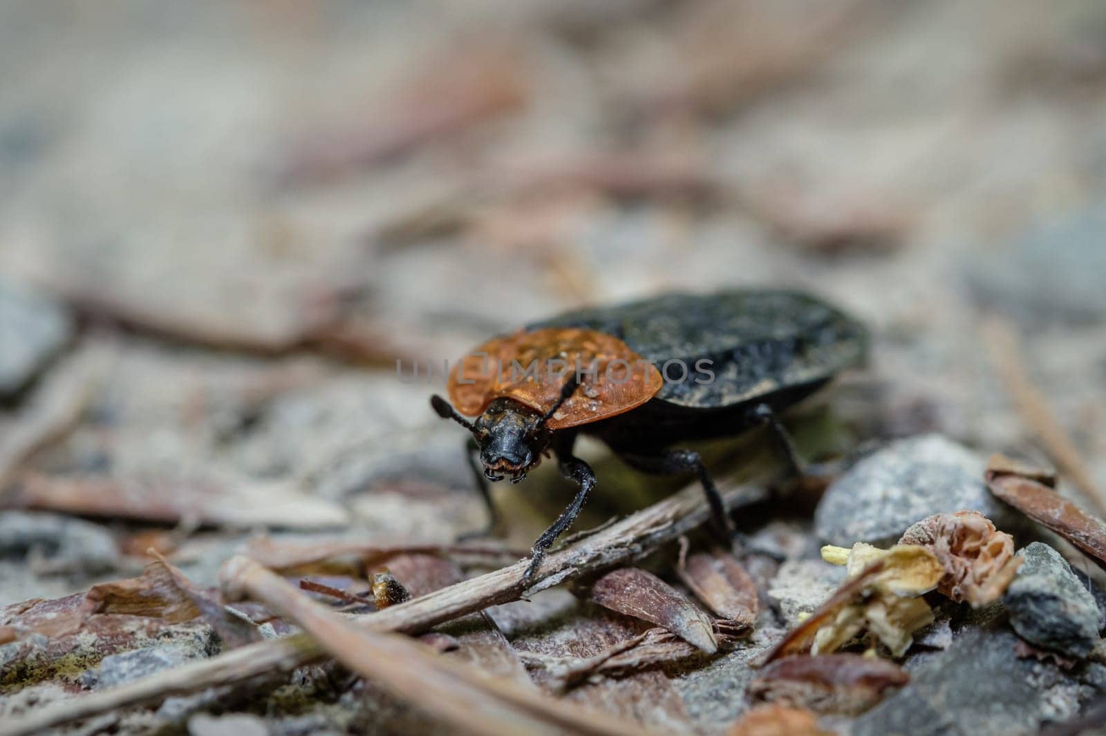Red-breasted carrion beetle (Oiceotoma thoracicum)