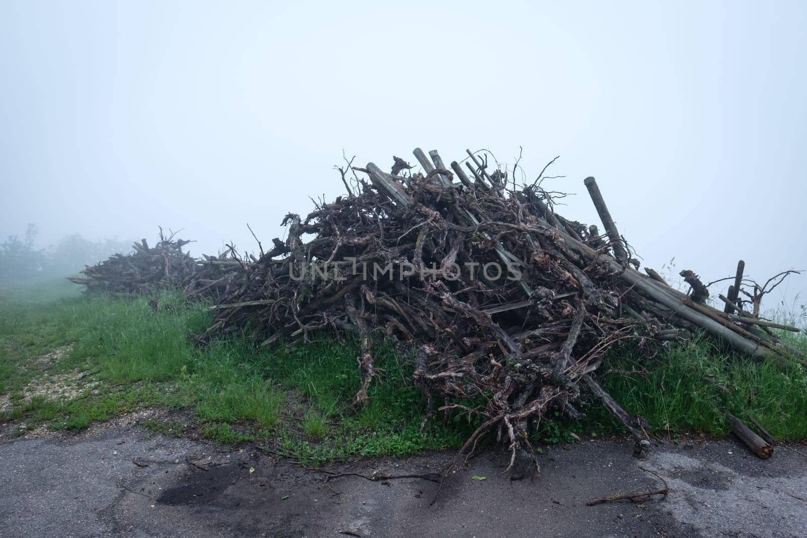 Cleared grapevines at a vineyard and meadow in fog