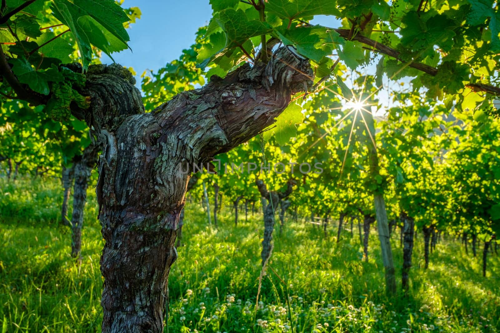 Vine with rough bark and sun with rays vineyard