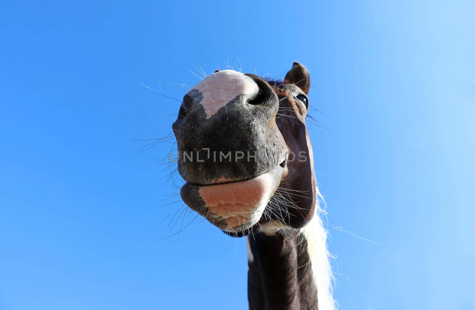 Wide angle shot of horse head from below