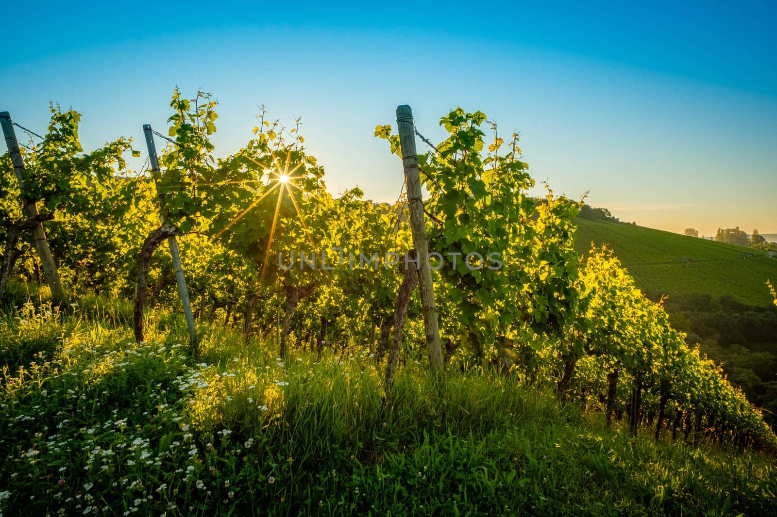 Vineyard in summer sunrise with star of the sun beam ray