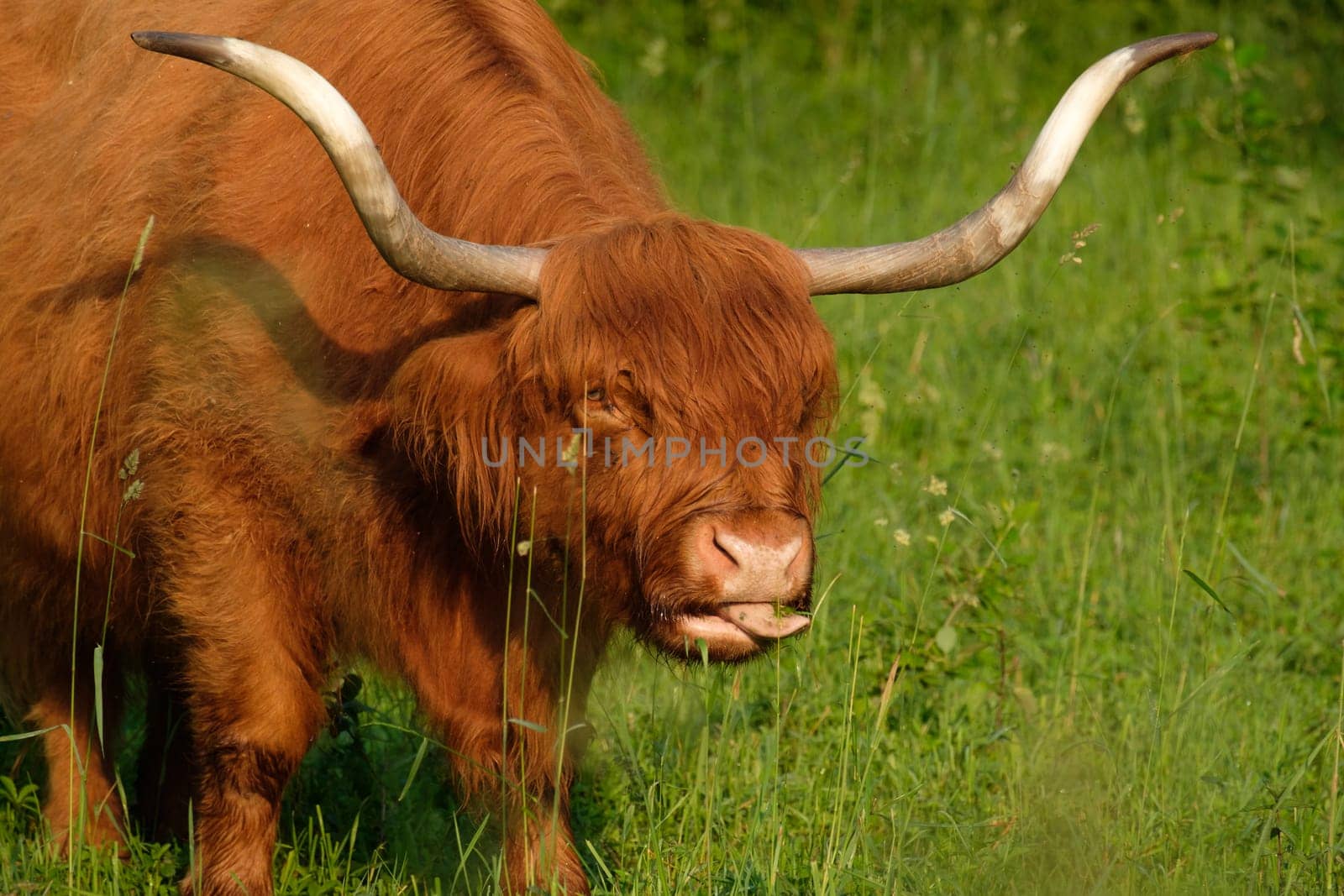 Galloway cattle with huge horns on green meadow