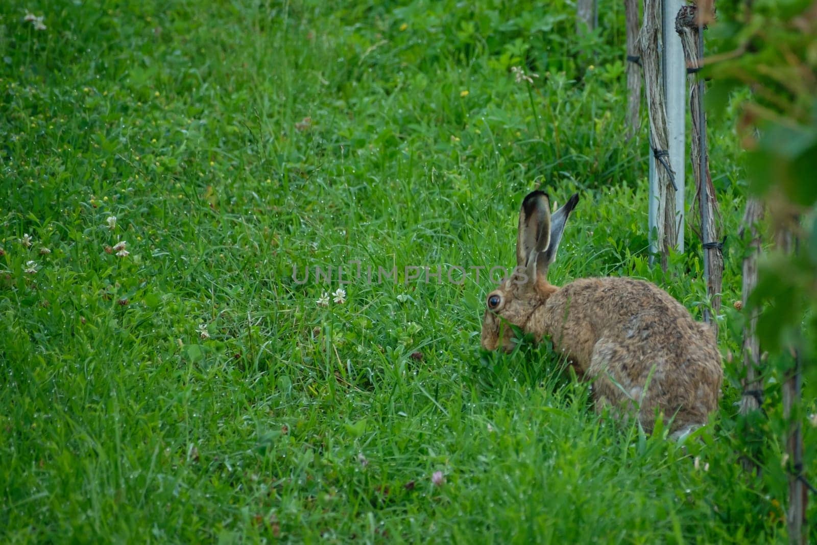 Hare rabbit on green meadow vineyard
