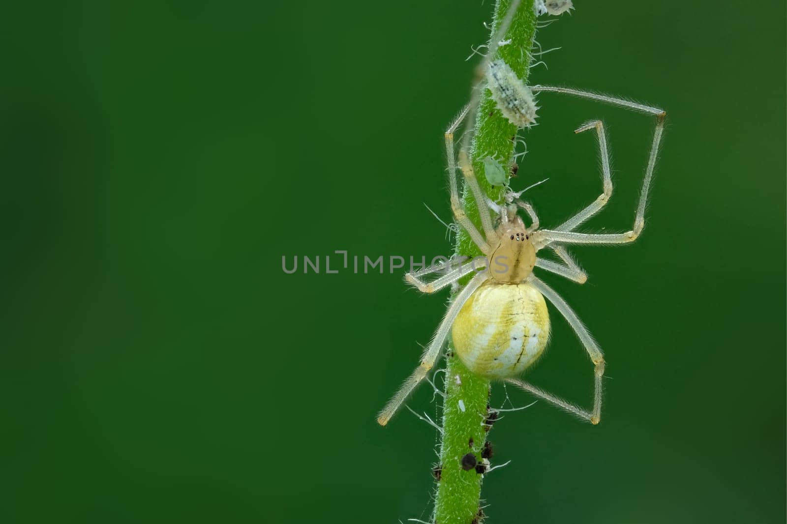Crab spider ist eating a louse close-up