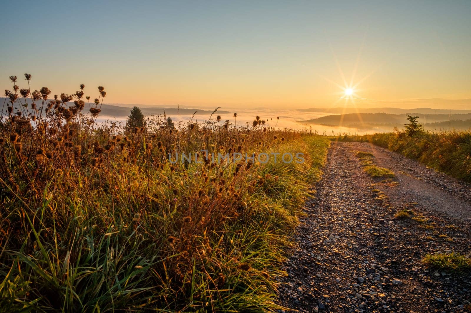 Meadow and road in foggy sunrise with sunstar landscape scene