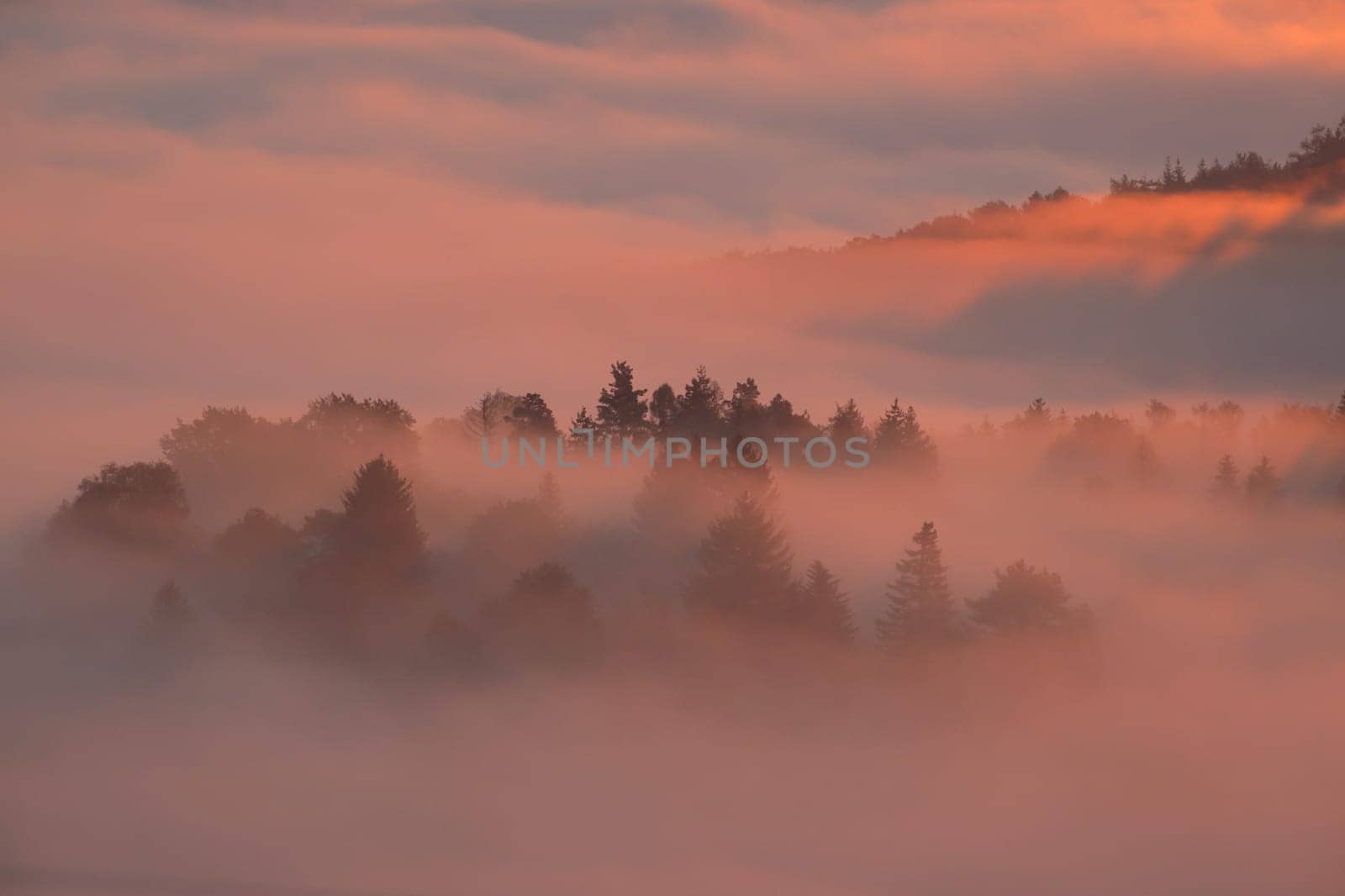 Trees in autumn morning mist back lit landscape