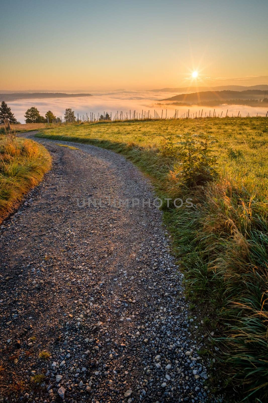 Sunrise over a field road and meadow with fog landscape