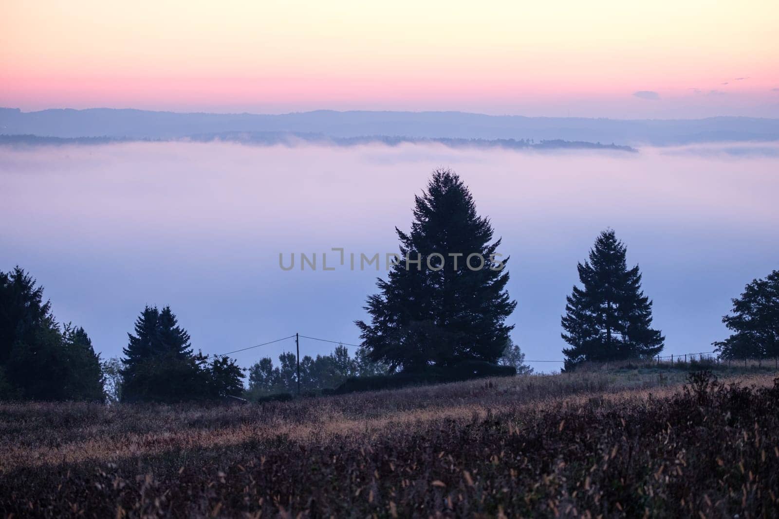 Conifer trees in dawn and mist landscape scene