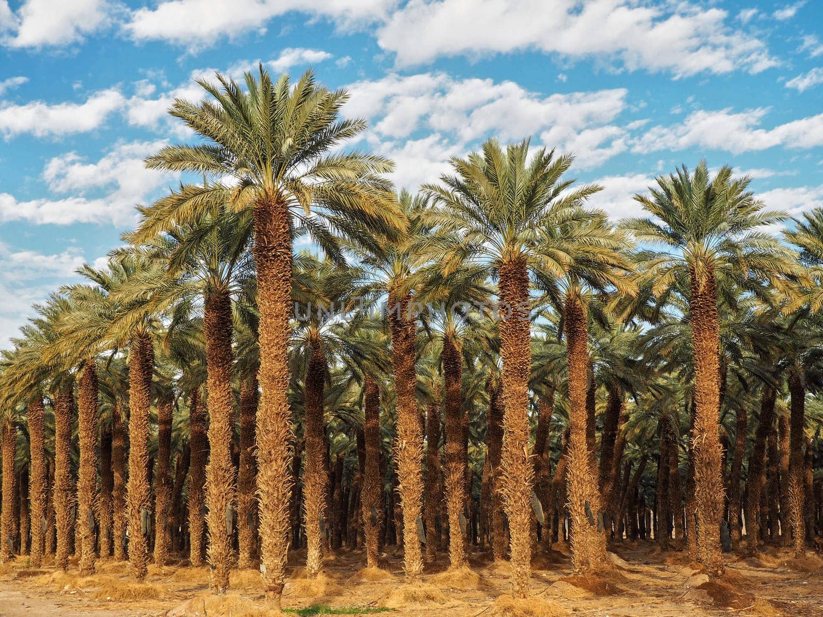 Palm trees plantation - looks like regular tropical forest - in desert, clouds above.