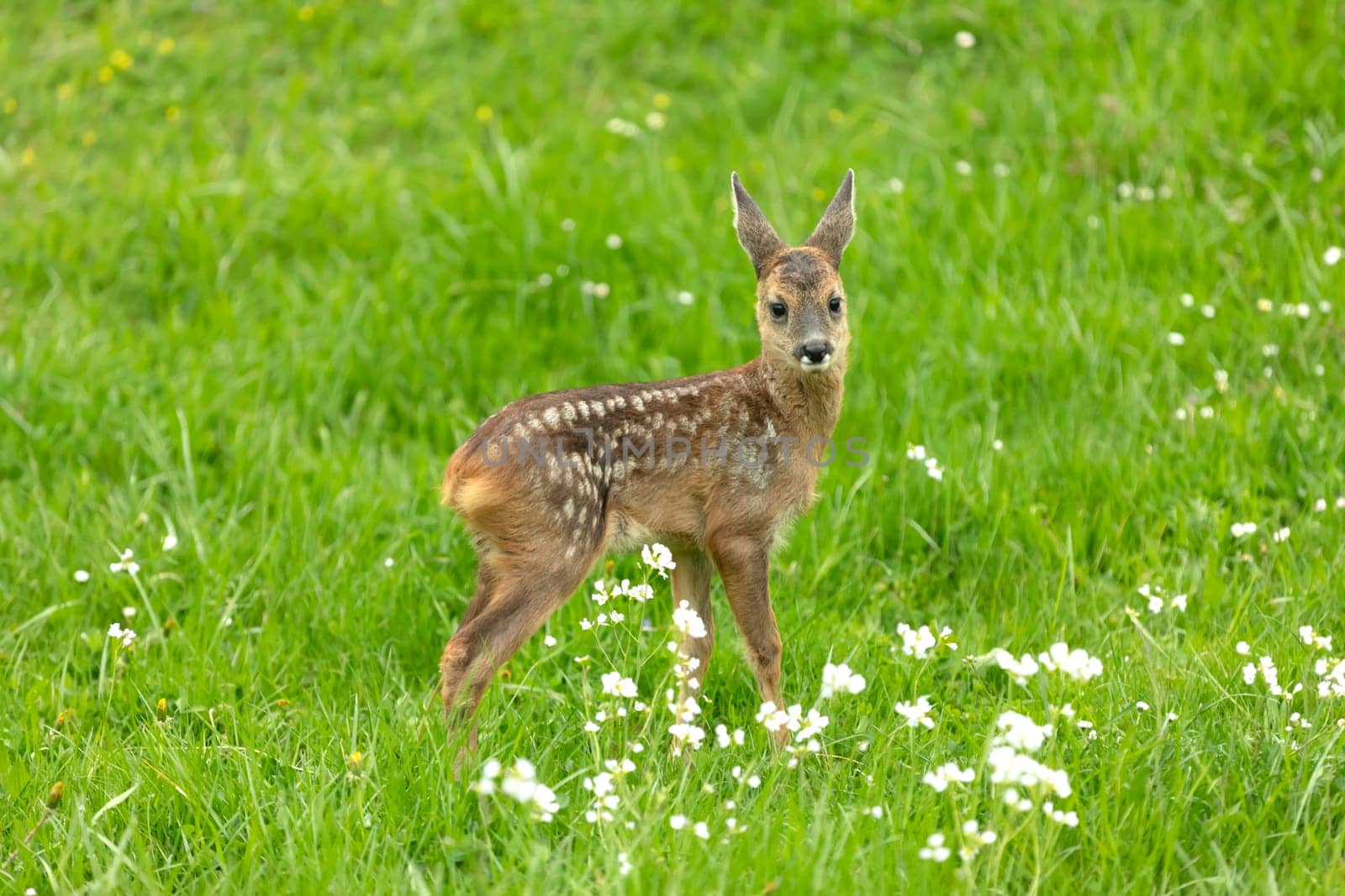 Beautiful Deer Fawn standing on meadow with flowers in springtime.