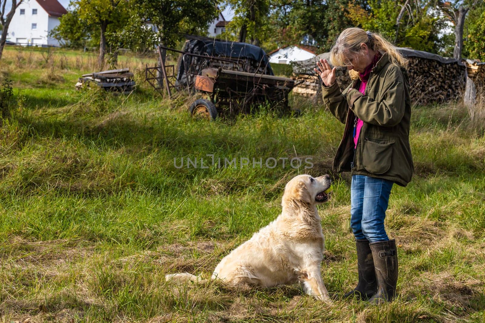 Dog trainer trains a golden retriever on a meadow in autumn.
