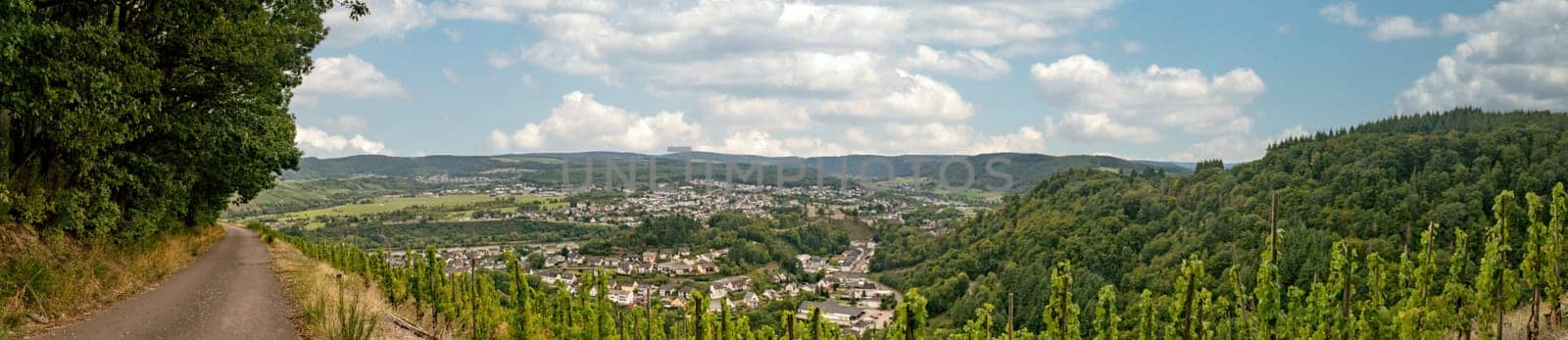 Beautiful panorama from Vineyard on moselle in Trittenheim Germany