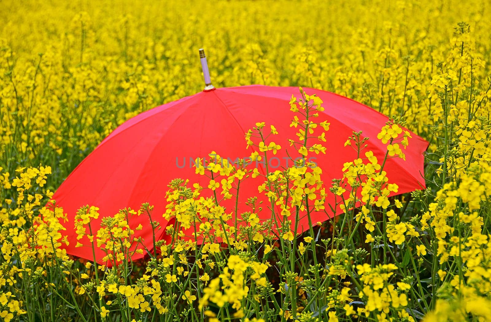 Red umbrella