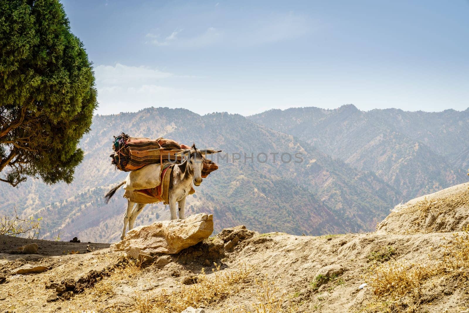 Pack mule on a ridge in the mountains of Shirkent National Park in Tajikistan