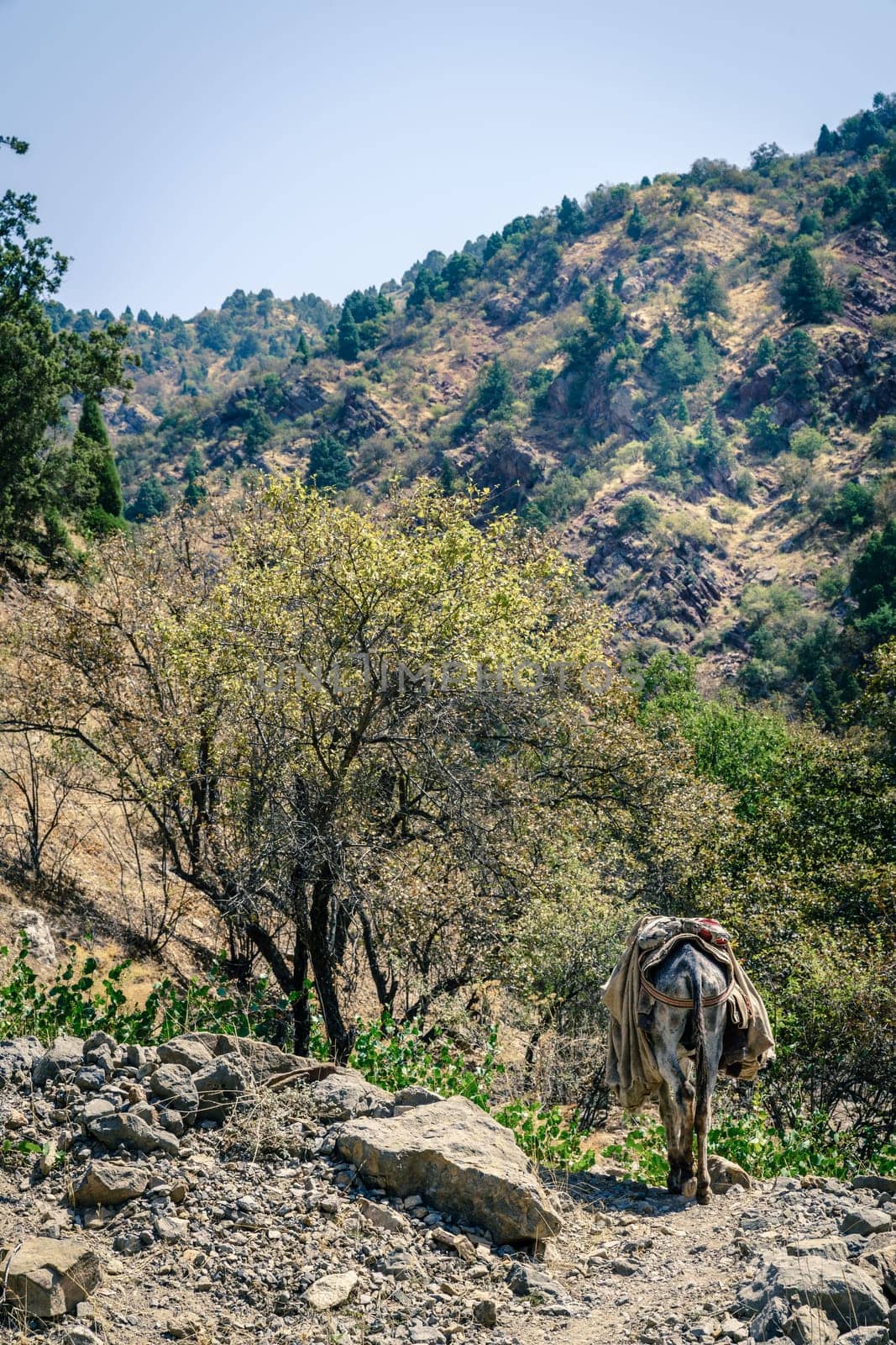 Pack mule is walking along a rugged trail in Hissar Valley in Tajikistan