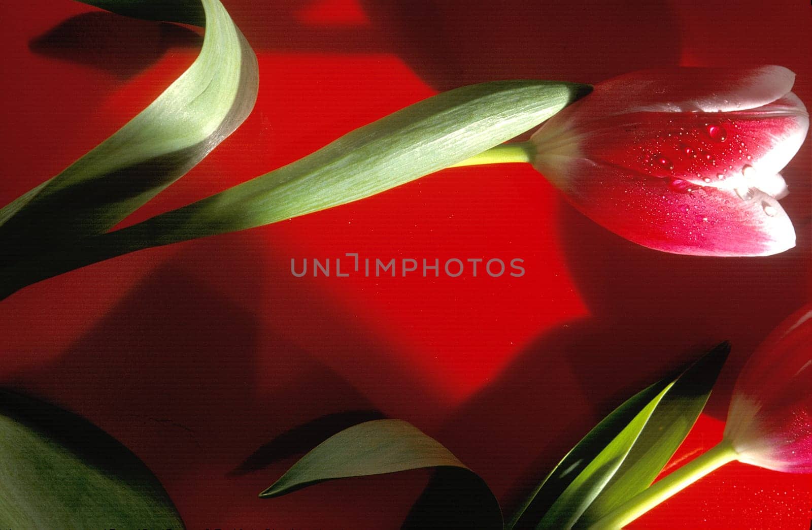red tulips on a red background