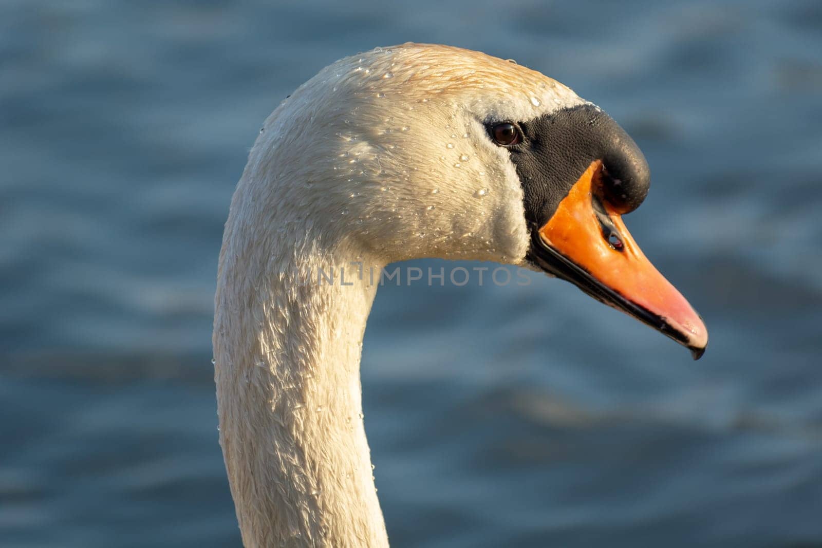 Mute swan, close-up on the head and beak, sunny day