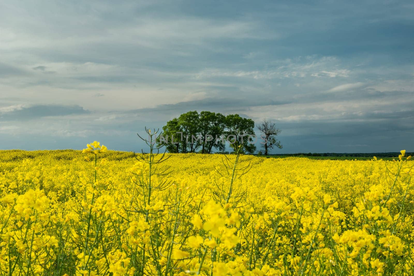 Group of trees in the rape field and evening sky, Czulczyce, Poland