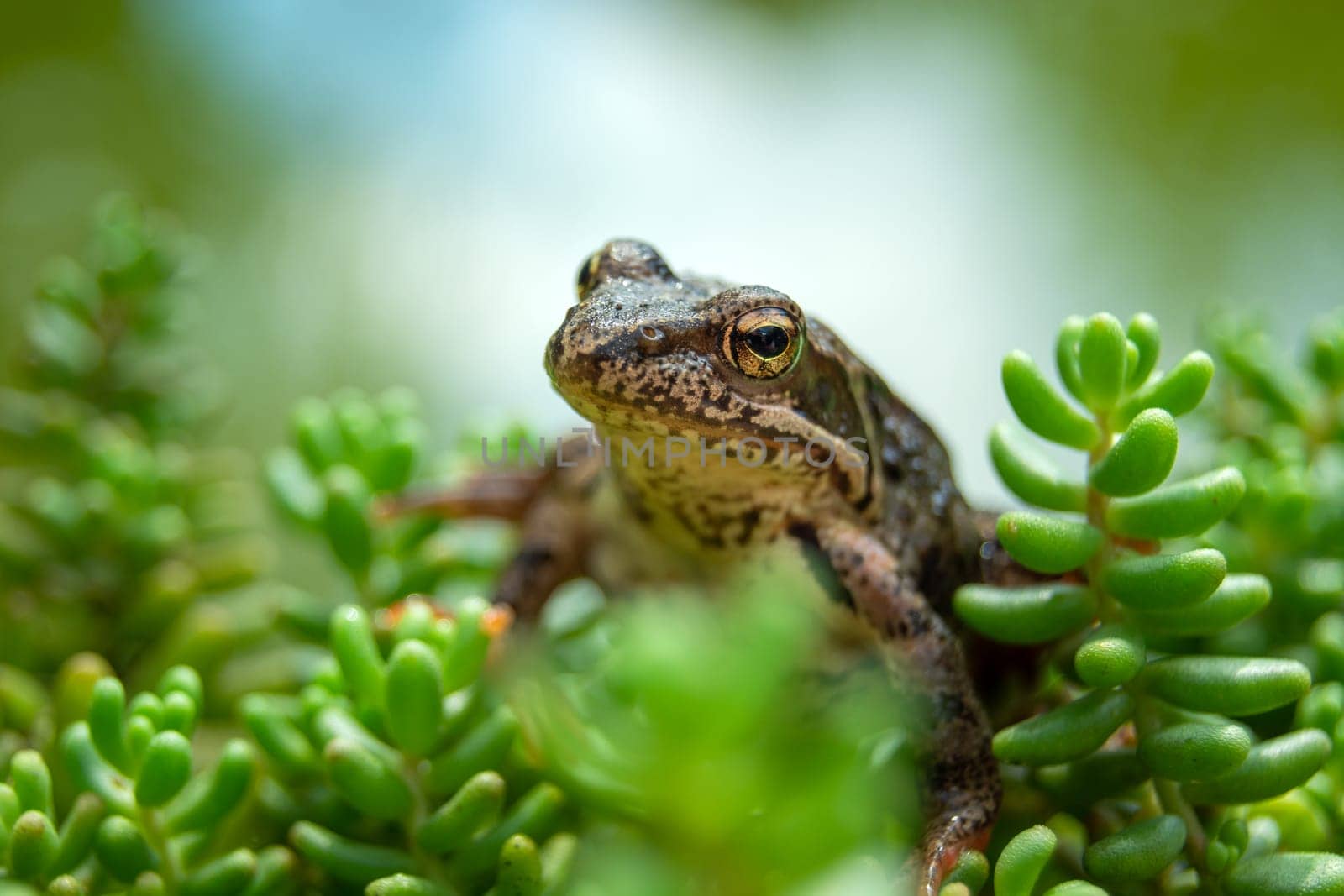 The head of a brown frog in green rock plants, summer view