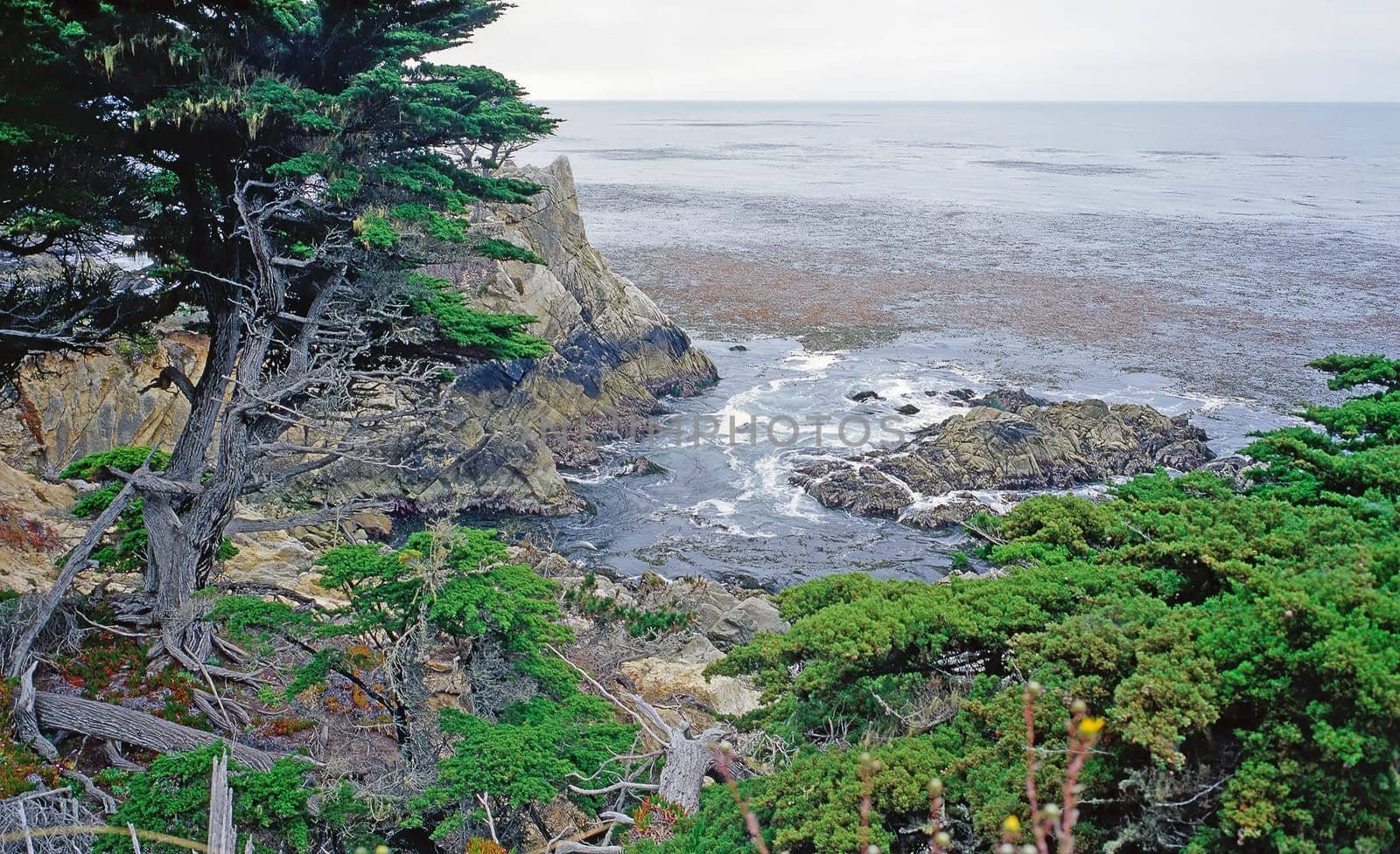 Point Lobos on Pacific Coast in California