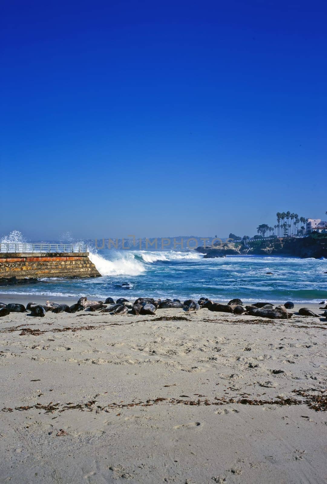 Seals on beach in La Jolla, California