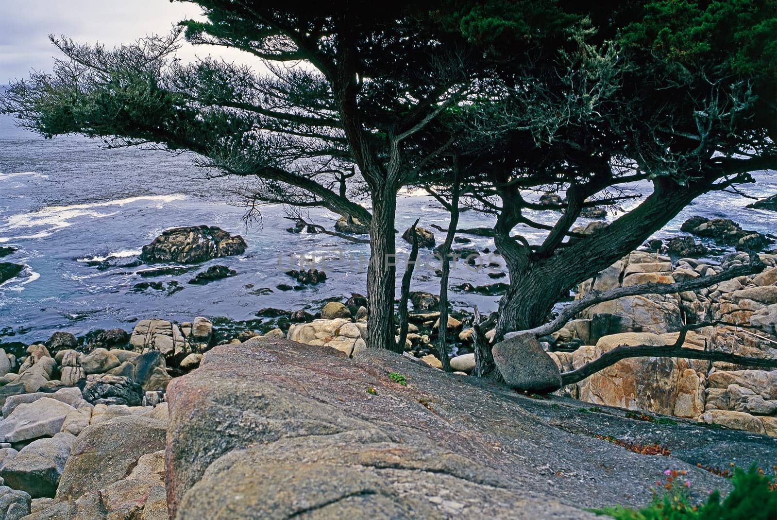 Point Lobos, California