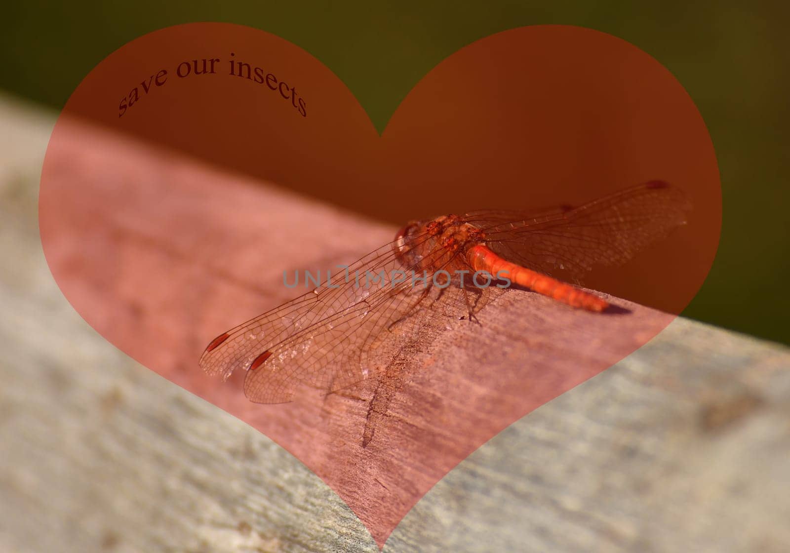 vagrant darter on a plank with heart save our insects