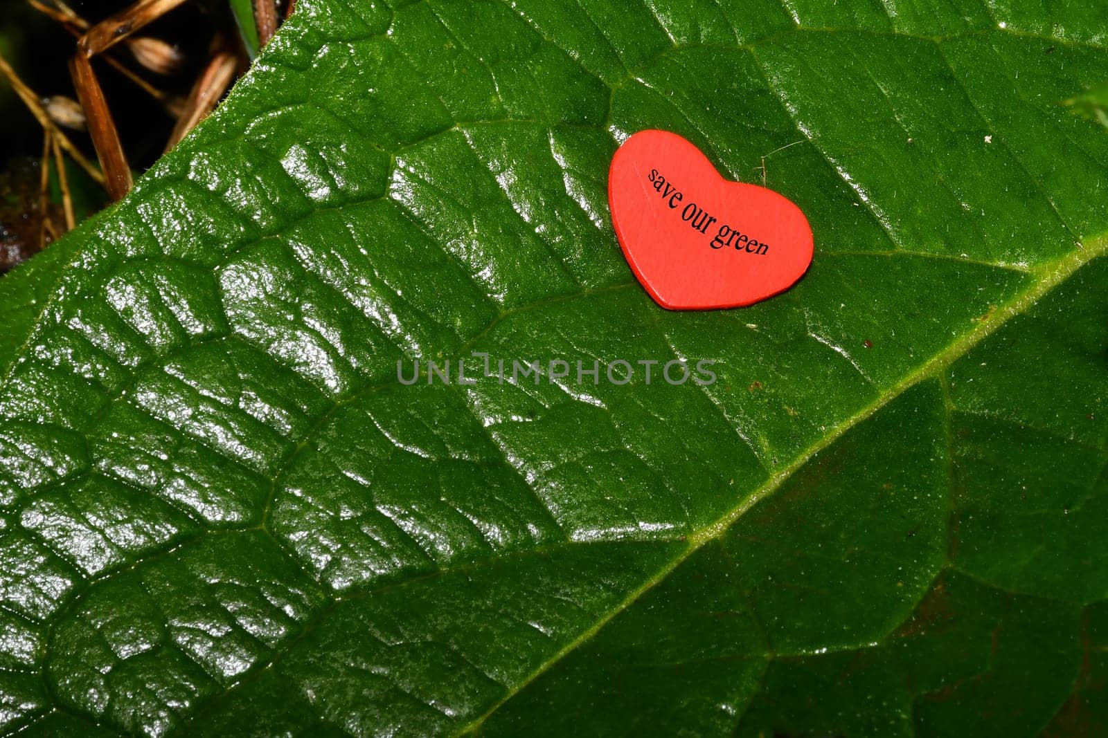 save our nature, heart on green leaf