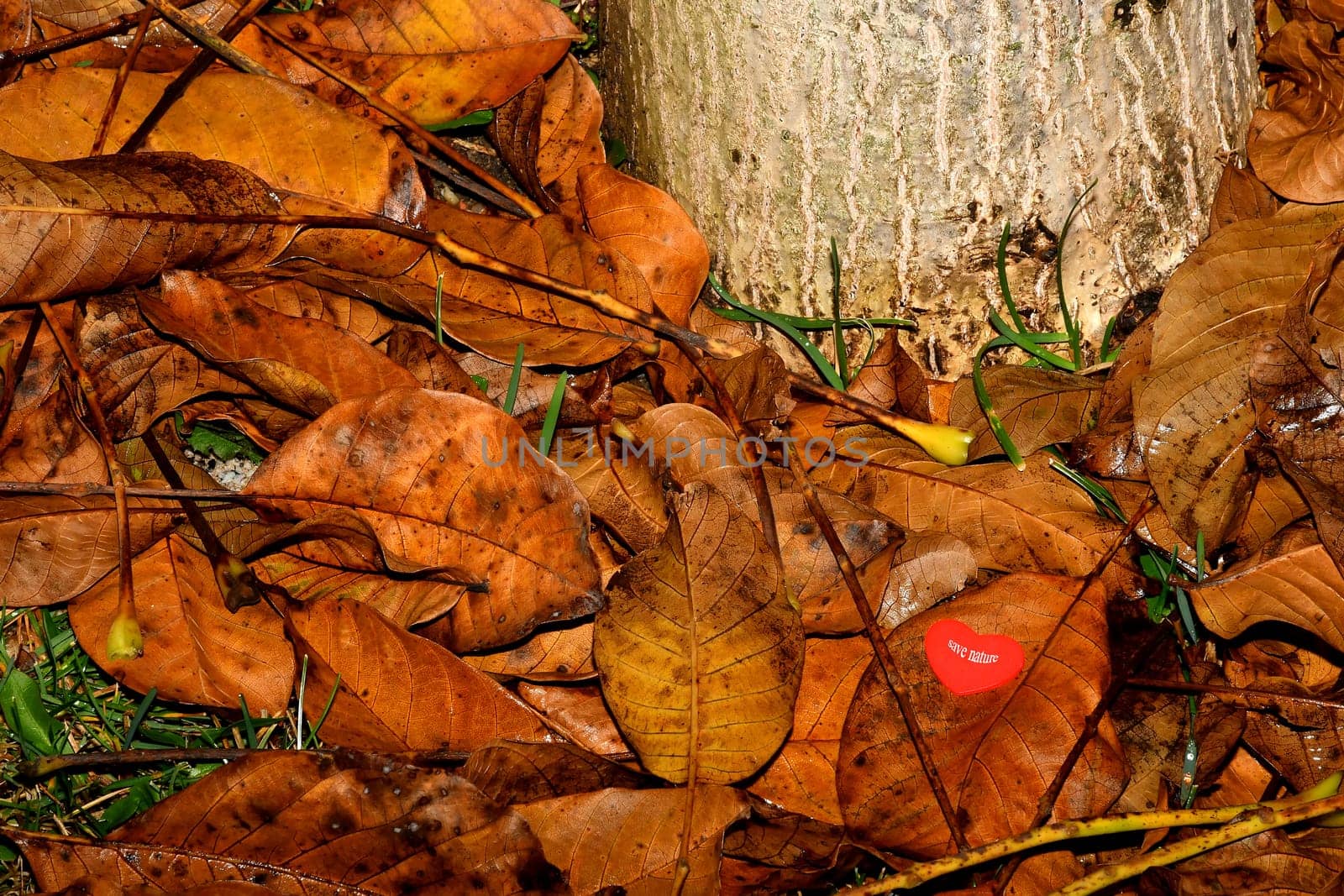 save nature, heart on fallen brown leaves at a tree