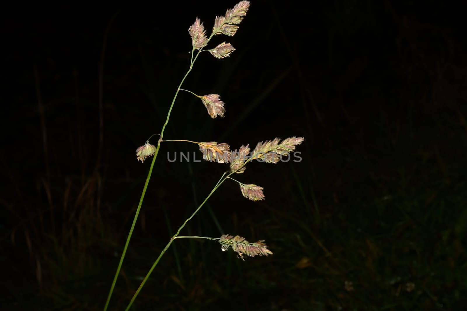 orchard grass, closeup with black, empty background