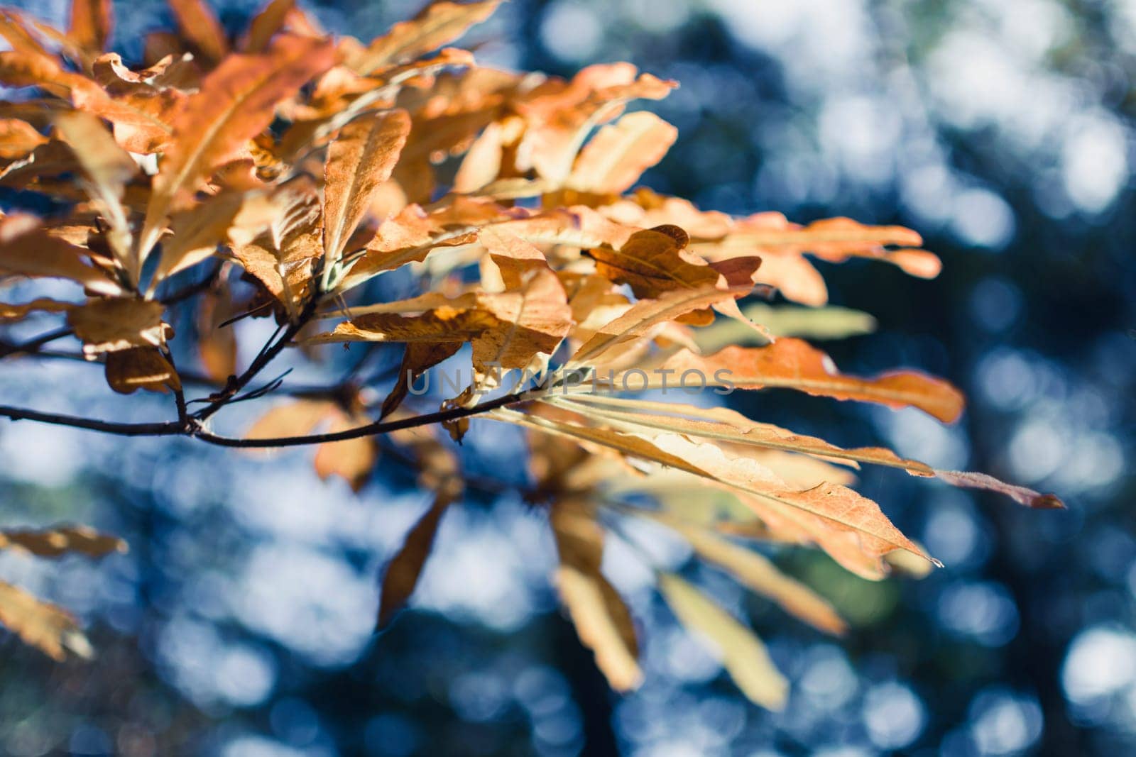 Autumn oak tree branch and leaves with cold blue background. Beauty in nature.