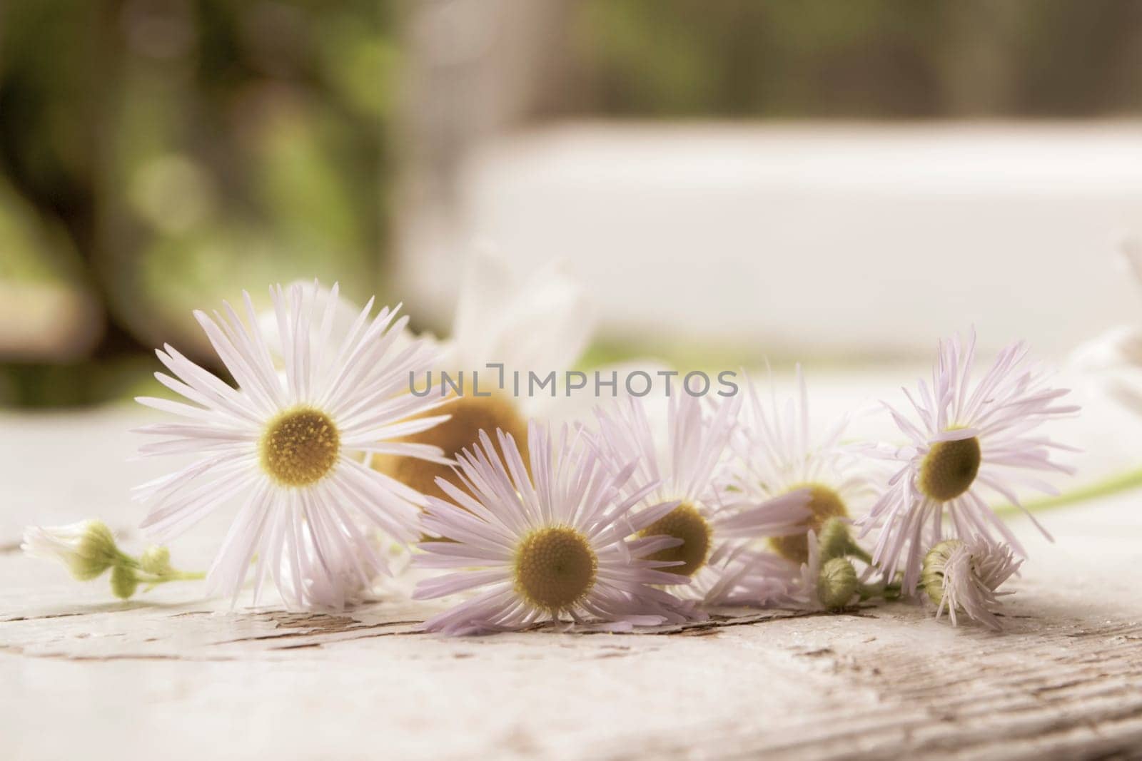 Chamomile flowers on wooden window in sun light. Summer daisies.