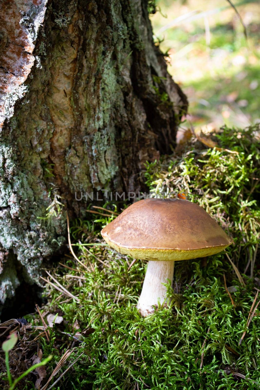 Edible thin porcini mushroom in nature. Royal cep mushrooms food. Boletus growing in wild forest in Belarus. Vertical image