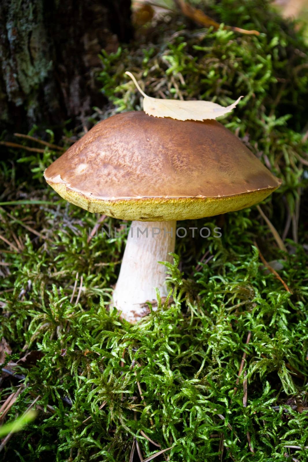 Porcini cep white mushroom king boletus pinophilus. Fungal mycelium in moss in a forest. Mushrooming harvesting season. Vertical image