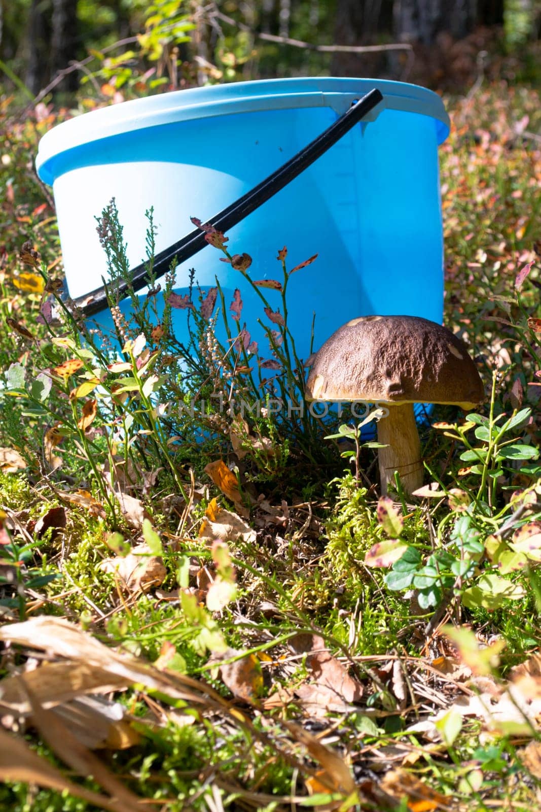 A blue bucket with mushroom cep boletus edulis growing among a grass. Vertical image