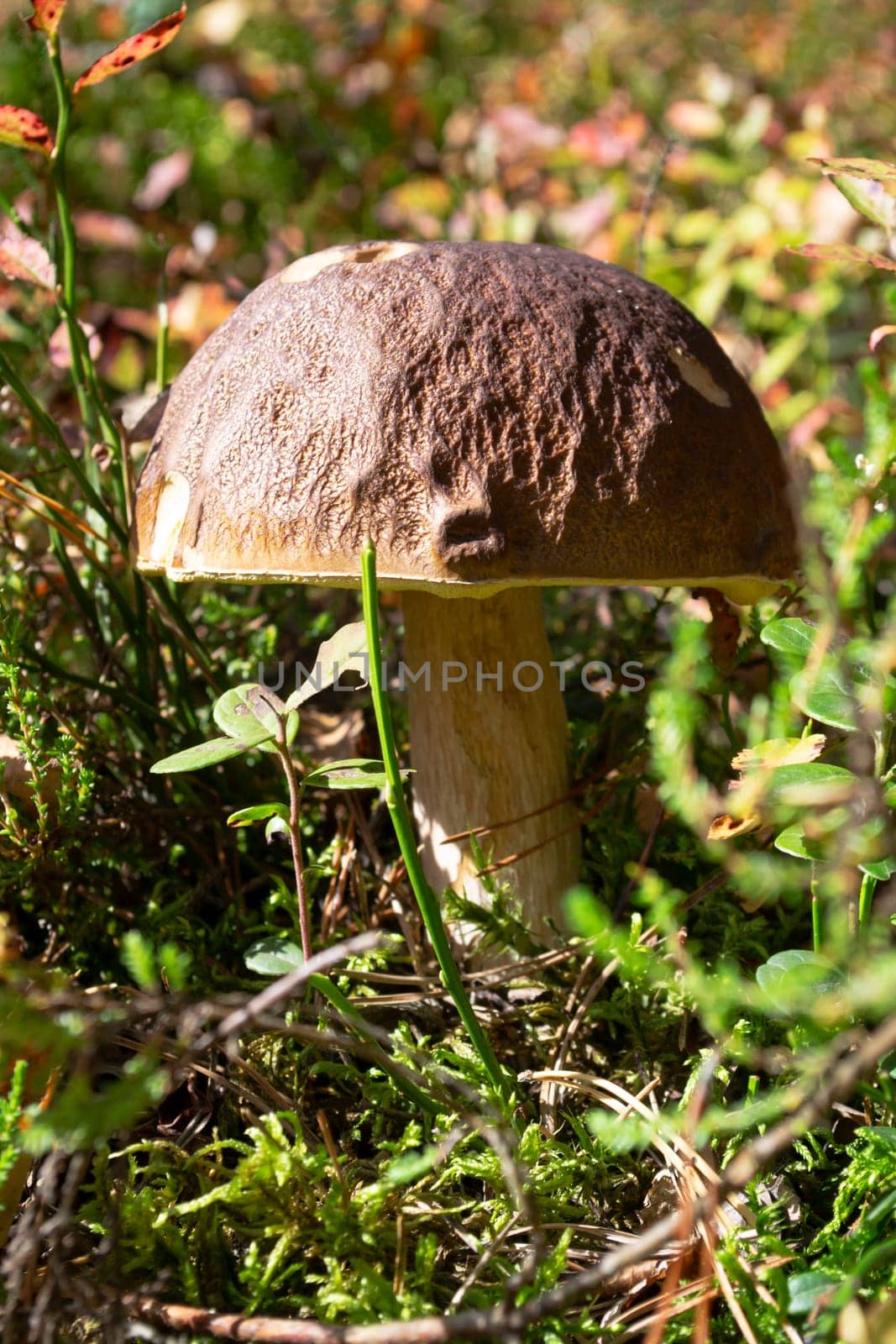 Boletus edulis or cep, penny bun, porcino and king bolete, usually called porcini mushroom grows on the wild forest floor among moss, green grass and fallen leaves at autumn season. Vertical image