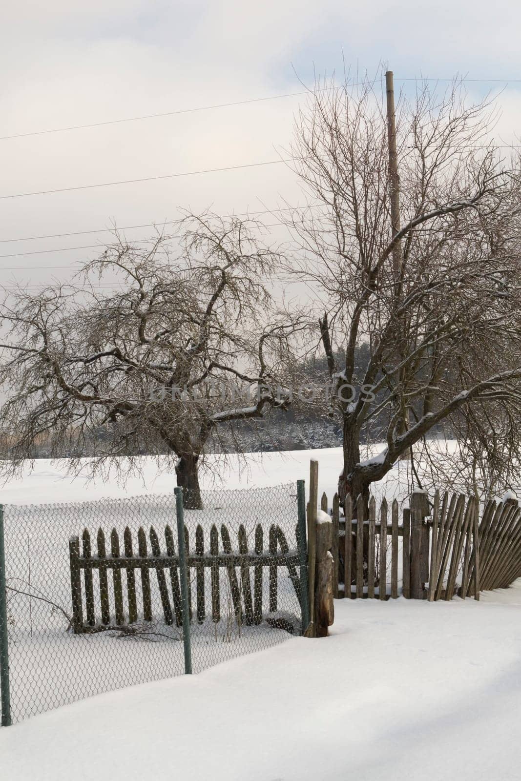 Winter rural road and trees in snow. Garden with fence. Vertical image