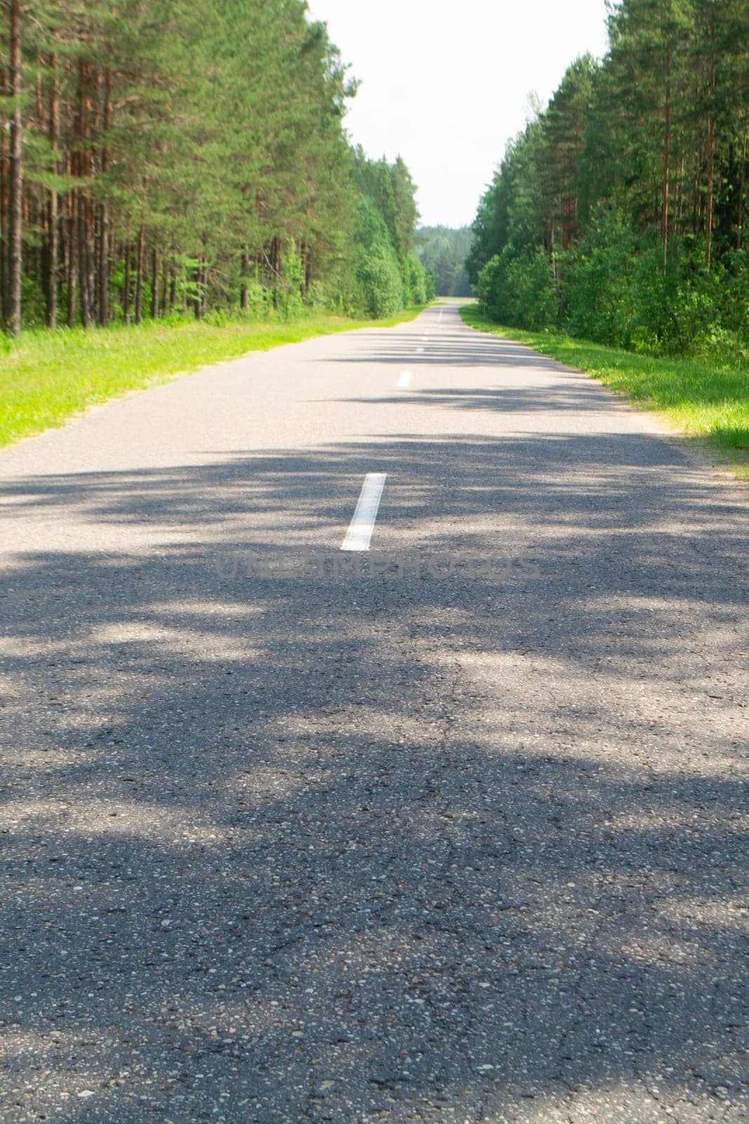 Summer country road with trees beside concept, pine forest. Vertical image