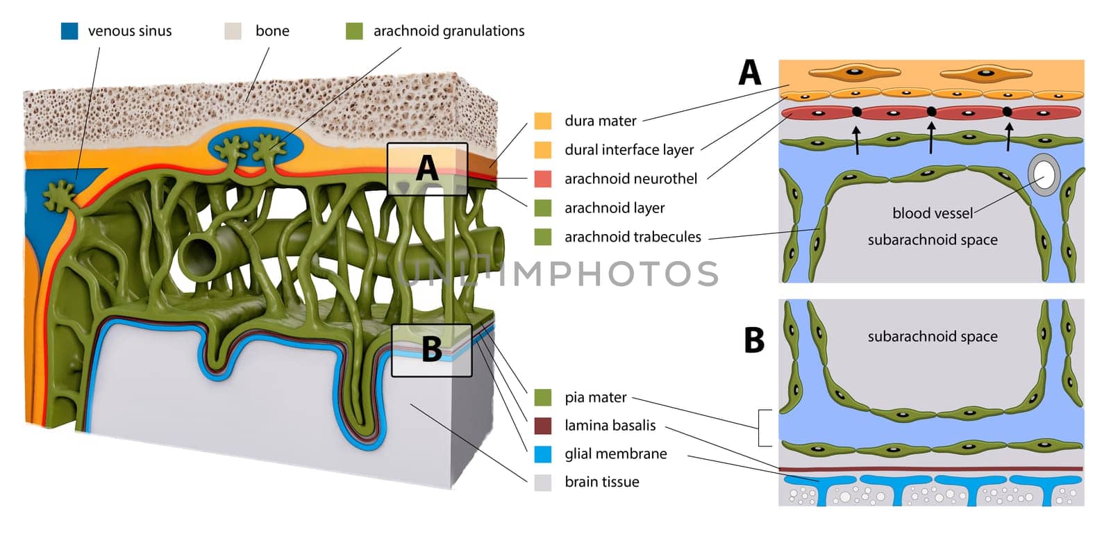 Protective membranes covering the brain. Meninges: Dura mater, Arachnoid, and Pia mater. Cross section of the human brain. Layers. diagram for educational, medical, biological, scientific usem 3d render