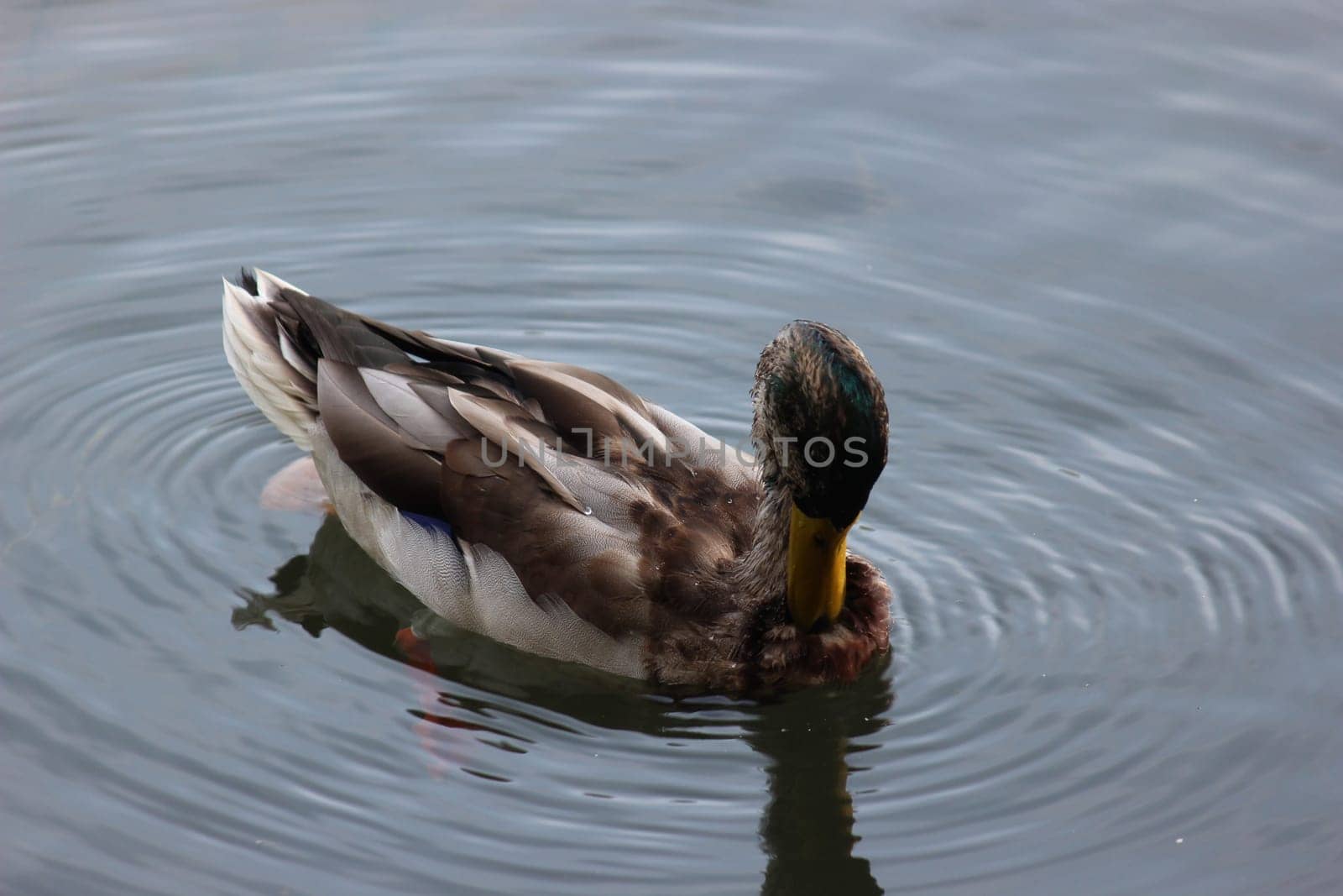 Graceful mallard duck swimming in deep water with ripples. A single duck on a pond making ripples on water
